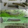 euph aurinia larva2 volg1